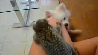 Лемур против собачонки - смотреть видео (0:23)