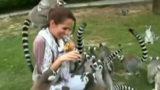 Лемуры атакуют - смотреть видео (3:46)