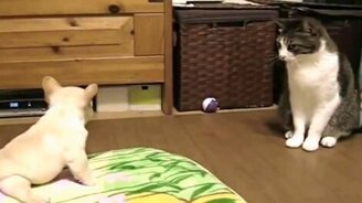 Только попробуй подойти! - смотреть видео (0:31)