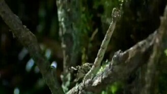 Опасная гусеница - смотреть видео (1:03)