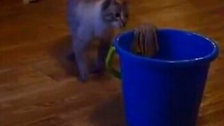 Коты моют полы - смотреть видео (2:54)