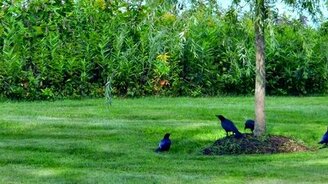 Вороний аттракцион на иве - смотреть видео (5:13)