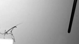 Замедленный прыжок богомола - смотреть видео (0:10)