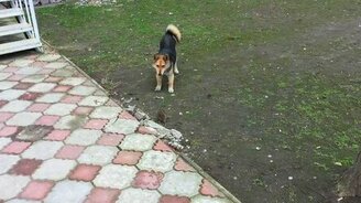 Пёс против крысы - смотреть видео (0:40)