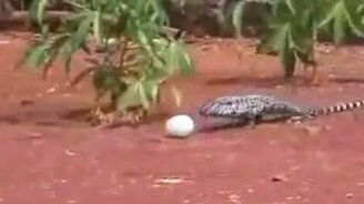 Недоступное лакомство - смотреть видео (1:03)