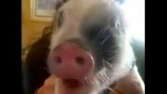 Поросёнка кормят чипсами - смотреть видео (0:52)