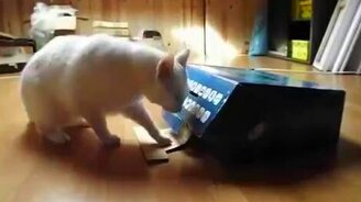 Два кота и коробка - смотреть видео (1:25)