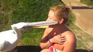 Девушка и пеликан - смотреть видео (1:39)