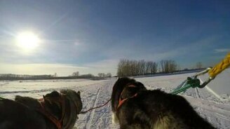 Счастливые хаски в упряжке - смотреть видео (3:37)