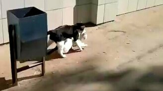 Похищение средь бела дня - смотреть видео (0:30)