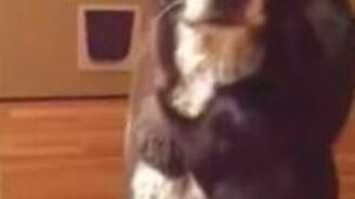 Кошка соскучилась по собаке - смотреть видео (0:48)