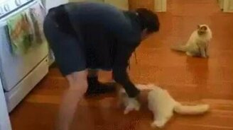 Как вымыть пол кошкой - смотреть видео (1:07)