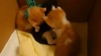 Рыжие против чёрного - смотреть видео (1:10)