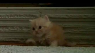 Котёнок танцует - смотреть видео (1:40)