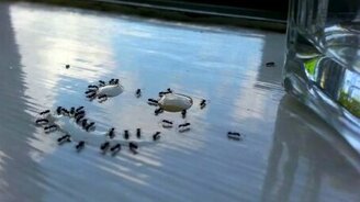 Как накормить сотню рабочих - смотреть видео (0:58)