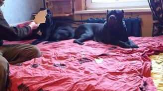 Кто оторвал линолеум? - смотреть видео (2:34)