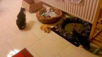 Котёнок загнал себя в ловушку - смотреть видео (0:20)