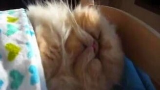 Кошка в своей кровати - смотреть видео (1:44)