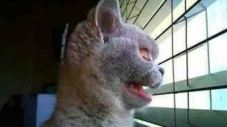 Заворожённый птичками - смотреть видео (0:55)