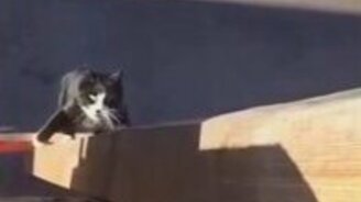 Кот-ниндзя взбирается вверх - смотреть видео (0:43)