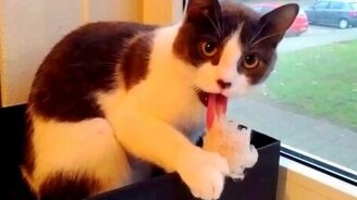 Как кошка свою игрушку чистит - смотреть видео (0:28)