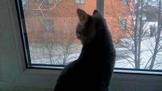 Кот-подросток наблюдает за птичками - смотреть видео (0:44)