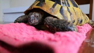 Мужик будит свою черепаху - смотреть видео (4:37)