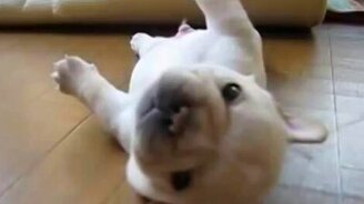 Я сам перевернусь! - смотреть видео (1:05)