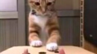 Поиграйте с котиком - смотреть видео (0:37)