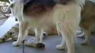 Две собакипротив одного тигра - смотреть видео (1:54)