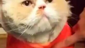 Кот Майкла Джексона - смотреть видео (0:13)