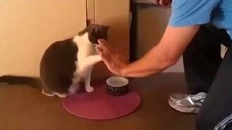 Привет, котяра! - смотреть видео (0:51)