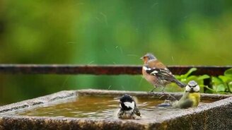 Птички на водопое - смотреть видео (12:33)
