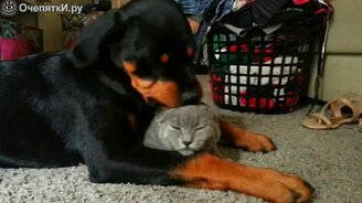 Обожание кошки собакой - смотреть видео (0:45)