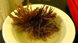 Растение для ленивых - смотреть видео (1:24)