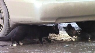 Голубь победил кошку - смотреть видео (1:16)