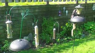 Смелая белка атакует - смотреть видео (0:34)