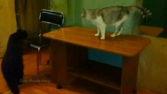 Докучливый енот против котяры - смотреть видео (0:45)