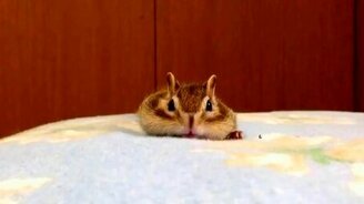 Чудной бурундучок - смотреть видео (1:35)