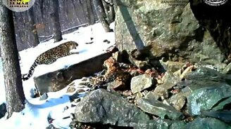 Брачные игры амурского леопарда - смотреть видео (1:34)
