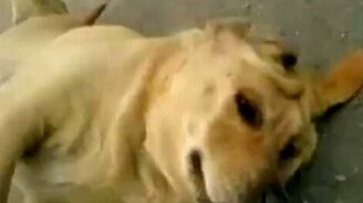 Собака-стесняка - смотреть видео (0:29)