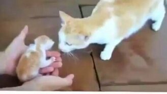 Кошка беспокоится за котят - смотреть видео (1:17)