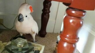 Какаду не хочет к ветеринару - смотреть видео (2:38)