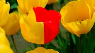 Плантации тюльпанов - смотреть видео (6:42)