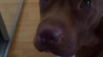 Застукали с вещдоками на бороде - смотреть видео (0:37)