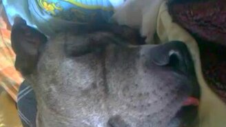 Собака-просыпака - смотреть видео (5:00)