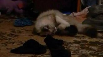 Кайф для кота - смотреть видео (0:59)