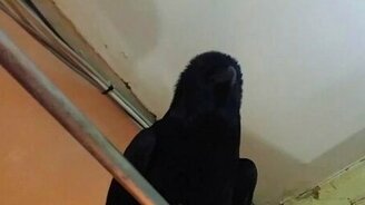 Ворон на турнике - смотреть видео (0:48)