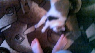 Охота на хозяйские ноги - смотреть видео (0:35)