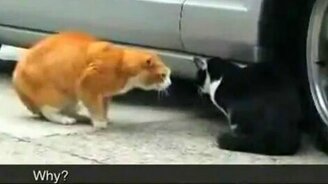 Кошачьи разборки - смотреть видео (1:25)